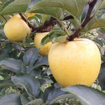 [보람농원] 껍질째 먹는 사과 시나노골드 5kg