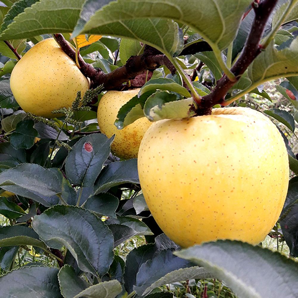 [보람농원] 껍질째 먹는 사과 시나노골드 10kg _1