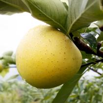 [보람농원] 껍질째 먹는 사과 시나노골드 10kg _2