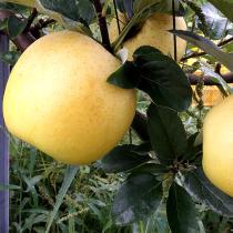 [보람농원] 껍질째 먹는 사과 시나노골드 10kg