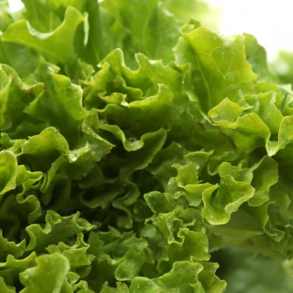 [풀래음] GAP 유럽 샐러드용 쌈채소 2kg(5-6종 랜덤)_1