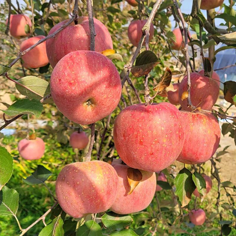 [은혜사과농장] 아삭아삭한 부사사과 5kg_1