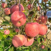 [은혜사과농장] 아삭아삭한 부사사과 5kg_1