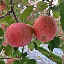 [은혜사과농장] 아삭아삭한 부사사과 5kg_2