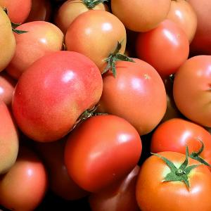 [행복한농부들] 달콤한 완숙토마토 10kg