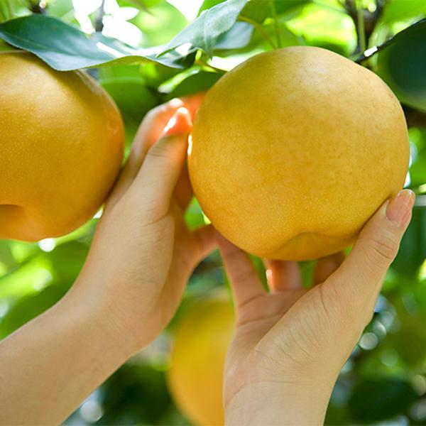 [원희성농가] 음성 배 7.5kg(특 8-10과 내외)_1