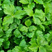 [풀래음] 아삭아삭 향긋한 GAP 참나물 1kg/2kg/4kg_1