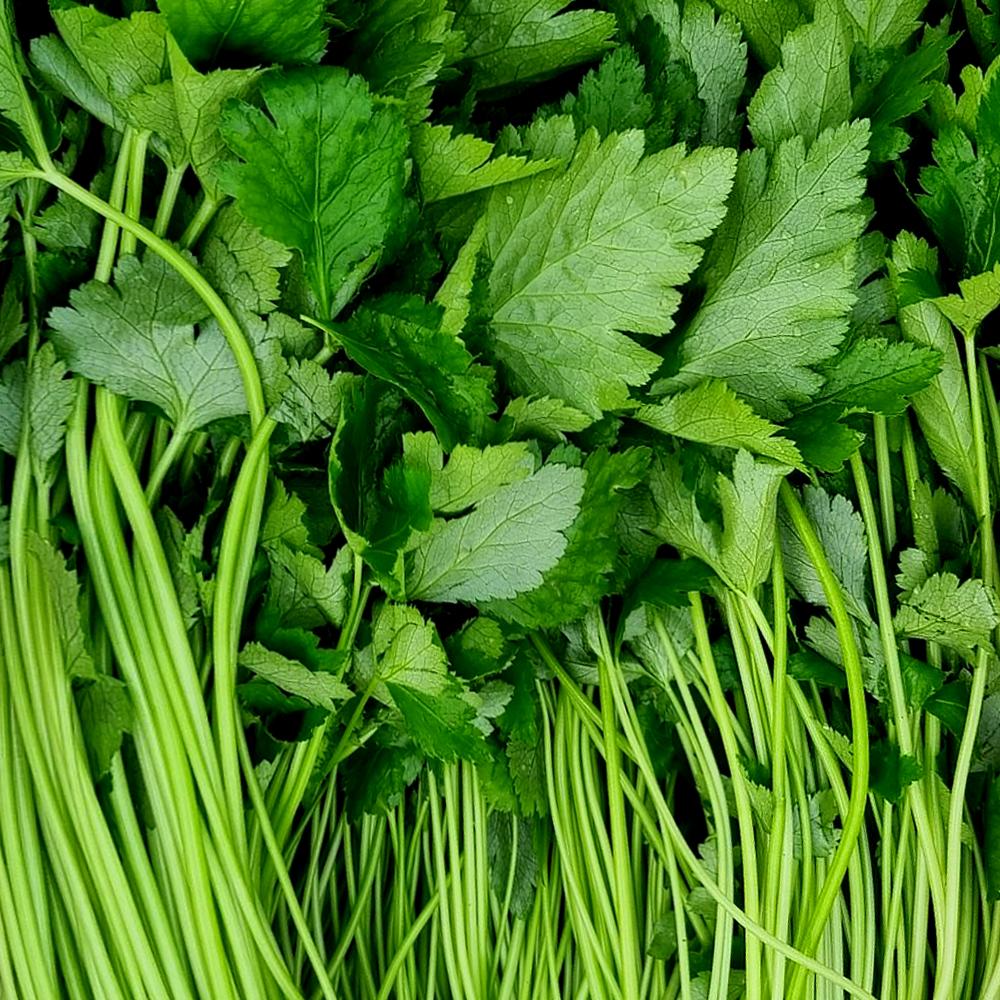 [풀래음] 아삭아삭 향긋한 GAP 참나물 1kg/2kg/4kg_2