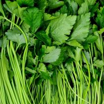 [풀래음] 아삭아삭 향긋한 GAP 참나물 1kg/2kg/4kg_2