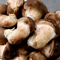 [감우재농원] 쫄깃하고 향이 좋은 참송이버섯 못난이 1kg(소)_1