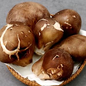 [감우재농원] 쫄깃하고 향이 좋은 참송이버섯 못난이 1kg(대)