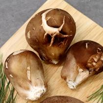 [감우재농원] 쫄깃하고 향이 좋은 참송이버섯 못난이 1kg(대)_1