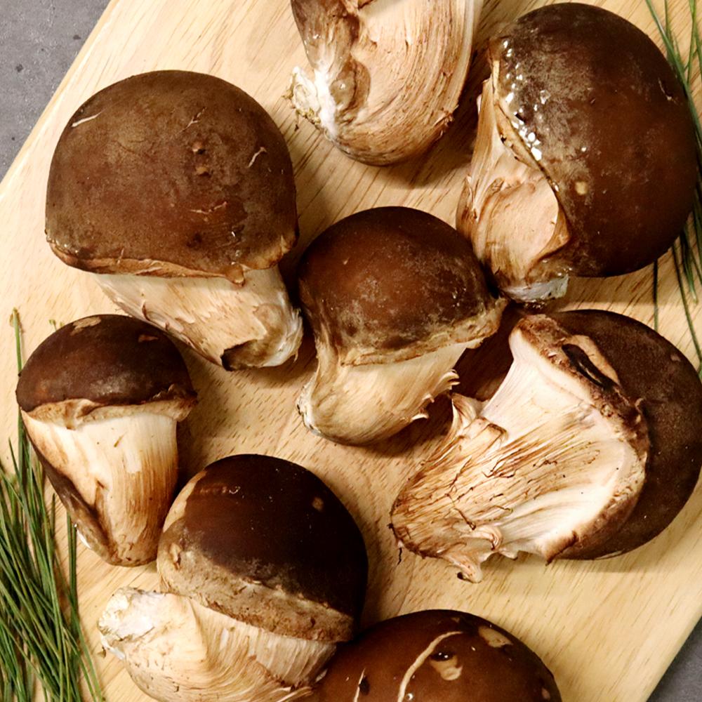 [감우재농원] 쫄깃하고 향이 좋은 참송이버섯 정품 300g/500g