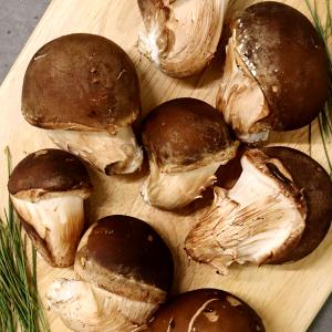 [감우재농원] 쫄깃하고 향이 좋은 참송이버섯 정품 300g/500g