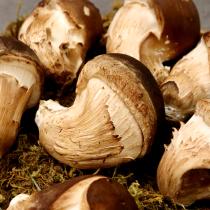 [감우재농원] 쫄깃하고 향이 좋은 참송이버섯 정품 300g/500g_1