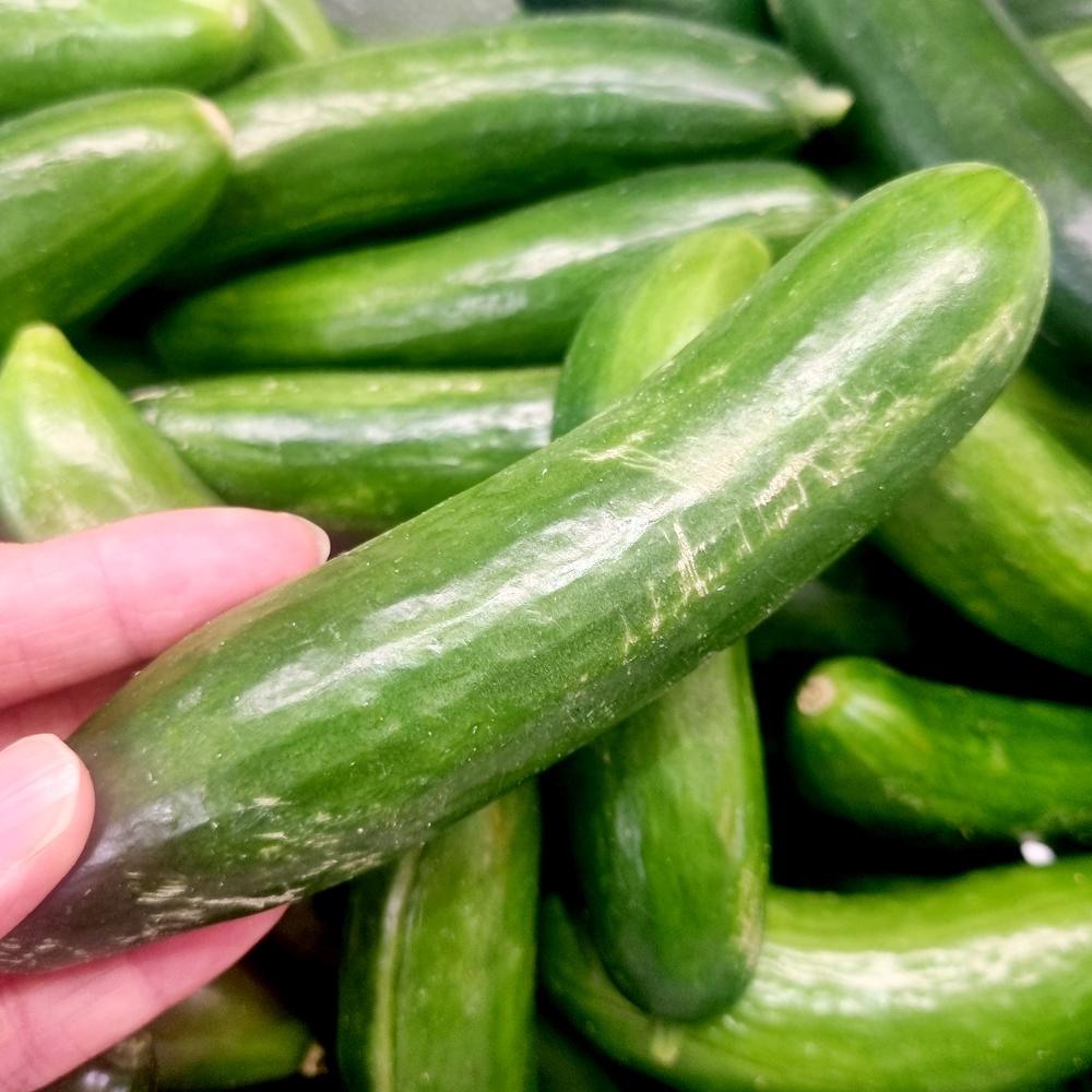 [풀래음] GAP 인증 못난이 스낵오이 2kg(30개내외)_1
